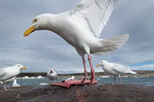 Seagull: Glaucous-wing Seagull (Larus glaucescens) feeding