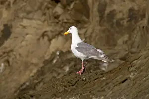 Glaucescens: Glaucous Winged Gull