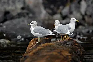 Glaucescens: Glaucous-winged Gull