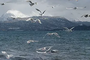 Glaucescens: Glaucous-winged Gull