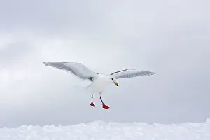 Glaucescens: Glaucous-winged Gull