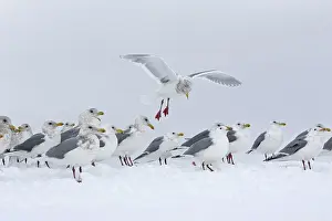 Glaucescens: Glaucous-winged Gull