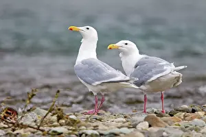 Glaucescens: Glaucous-winged Gull