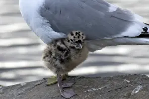 Glaucescens: Glaucous-winged Gull Chick