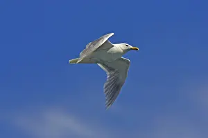 Glaucescens: Glaucous Winged Gull - In flight