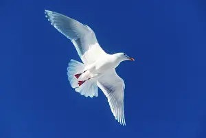 Glaucescens: Glaucous-winged Gull - In flight