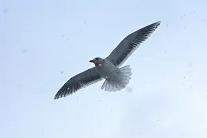 Glaucescens: Glaucous-winged Gull - in flight