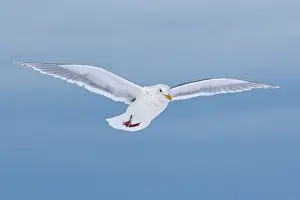 Glaucescens: Glaucous-winged Gull - in flight