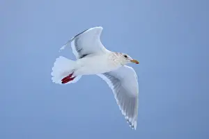 Glaucescens: Glaucous-winged Gull - in flight