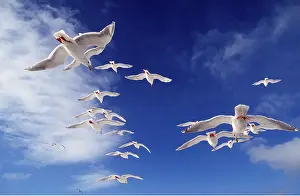 Sympathy: Glaucous-winged Gull - in flight