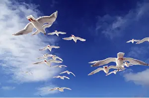 Gulls: Glaucous-winged Gull - in flight