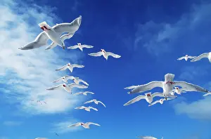 Glaucescens: GLAUCOUS-WINGED GULL - flock in flight