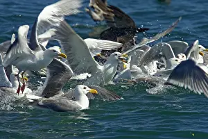 Glaucescens: Glaucous Winged Gull & Heermann's Gull (Larus heermannii)