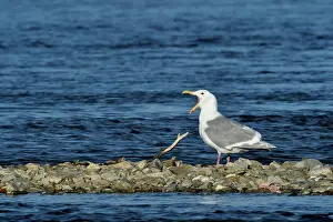 Katmai: Glaucous-winged Gull (Larus glaucescens) at the