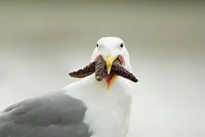 Ochraceus: Glaucous-winged gull, Larus glaucescens