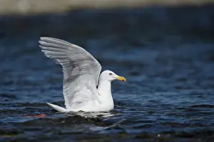Katmai: Glaucous-winged Gull (Larus glaucescens) on water