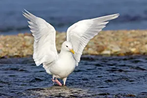 Sockeye: Glaucous-winged Gull - looking for Sockeye Salmon eggs
