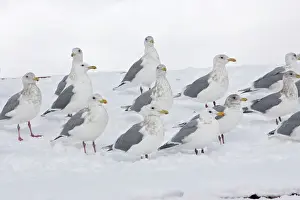 Glaucescens: Glaucous-winged Gulls