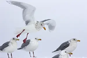 Glaucescens: Glaucous-winged Gulls