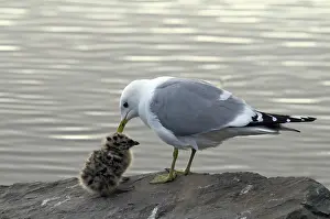 Glaucescens: Glaucous-winged Gulls