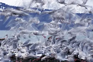 Glaucescens: Glaucous-winged Gulls