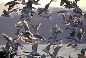 Glaucescens: Glaucous-winged Gulls