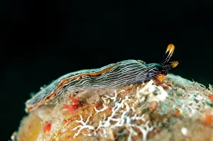 Manado: Glazed Thuridilla Plakobranchus