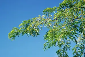 Sunburst: GLEDITSIA triacanthos Sunburst - Honey locust