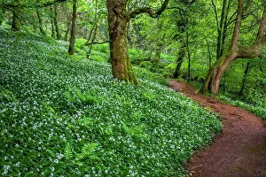 Ramsons: Glenashdale Falls - Ramsons Flowering - North Ayrshire - Sco