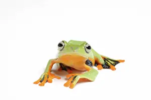 Rhacophorus: Gliding Frog