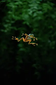 Flash: Gliding Frog in Flights