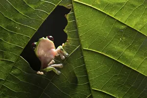 Weird: A Gliding Leaf Frog (Agalychnis spurrelli) in a rainforest at night in Ecuador