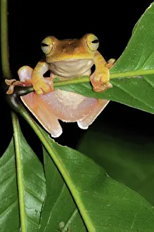 Filipino: Gliding Tree Frog