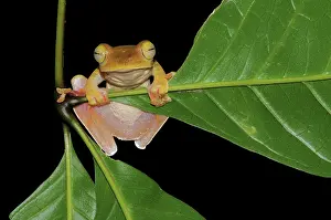 Filipino: Gliding Tree Frog