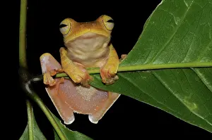 Filipino: Gliding Tree Frog