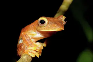 Filipino: Gliding Tree Frog
