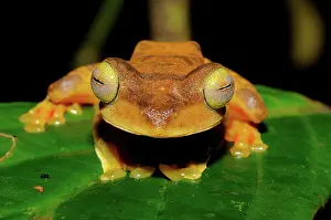 Filipino: Gliding Tree Frog