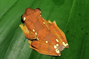 Filipino: Gliding Tree Frog