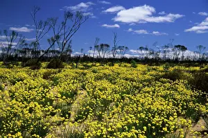 Burnt: Glischrocaryon flavescens - Growing in Burnt Eucalyptus