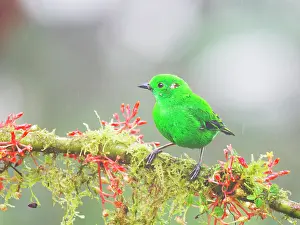 Tanagers: Glistening Green Tanager Chlorochrysa phoenicoti
