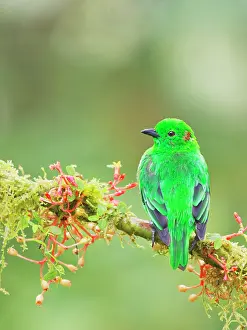 Tanagers: Glistening Green Tanager Chlorochrysa phoenicoti