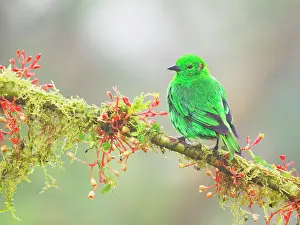 Tanagers: Glistening Green Tanager Chlorochrysa phoenicoti