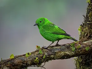Altitude: Glistening-green Tanager (Chlorochrysa phoenicotis), Ecuador