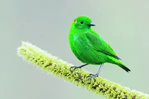 Choco: Glistening-green tanager in the Choco Forest of