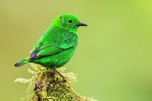Home: Glistening-green tanager at home in the endangered