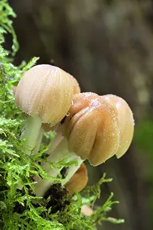 Glistening: Glistening Ink Cap