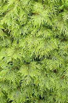 Glittering: Glittering wood-moss - Hylocomium splendens - Hylocomiaceae