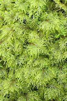 Glittering: Glittering wood-moss - Hylocomium splendens - Hylocomiaceae