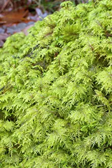 Glittering: Glittering wood-moss - Hylocomium splendens - Hylocomiaceae