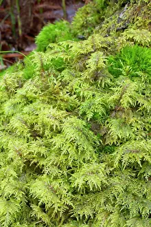 Glittering: Glittering wood-moss - Hylocomium splendens - Hylocomiaceae
